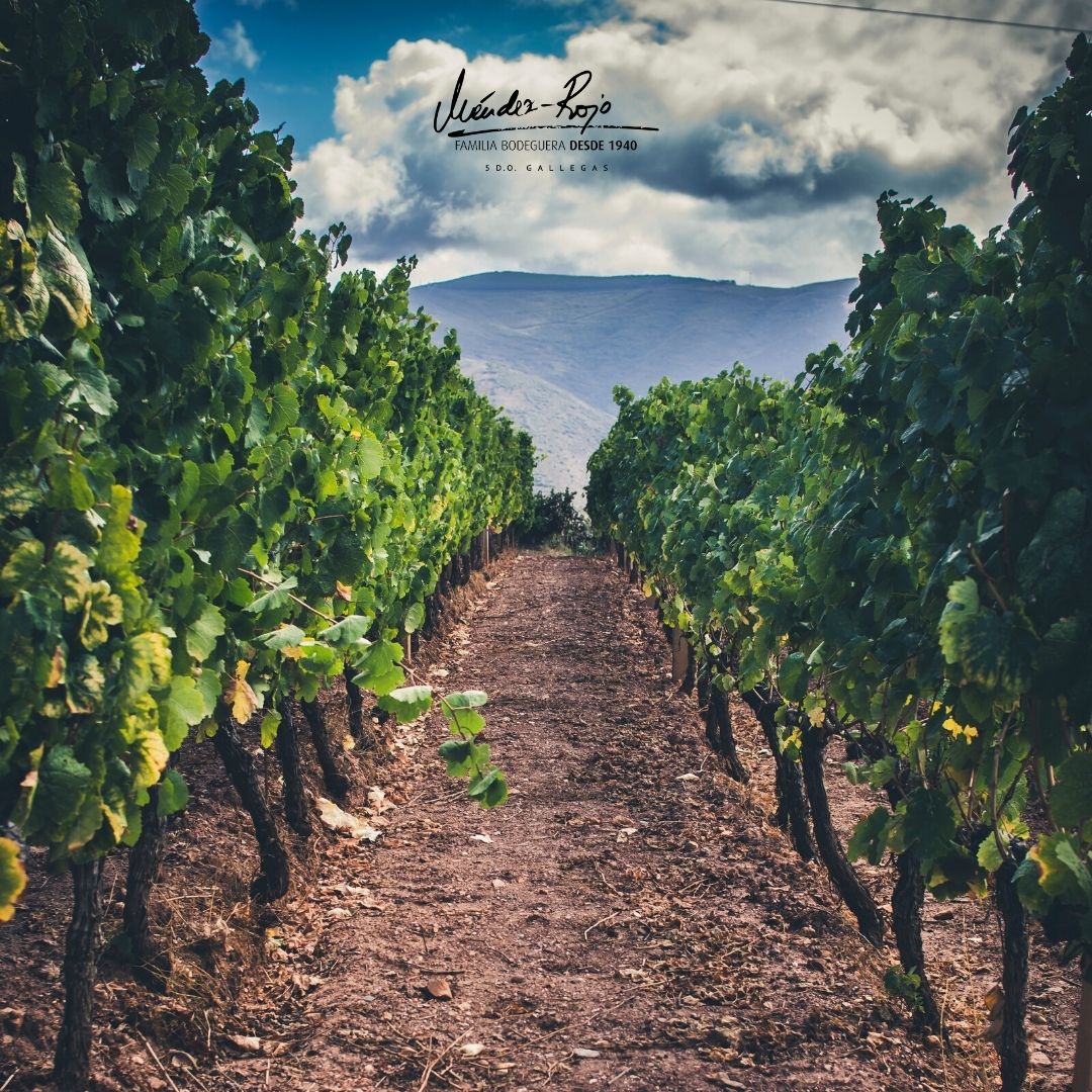 Los tipos de suelos de nuestras bodegas